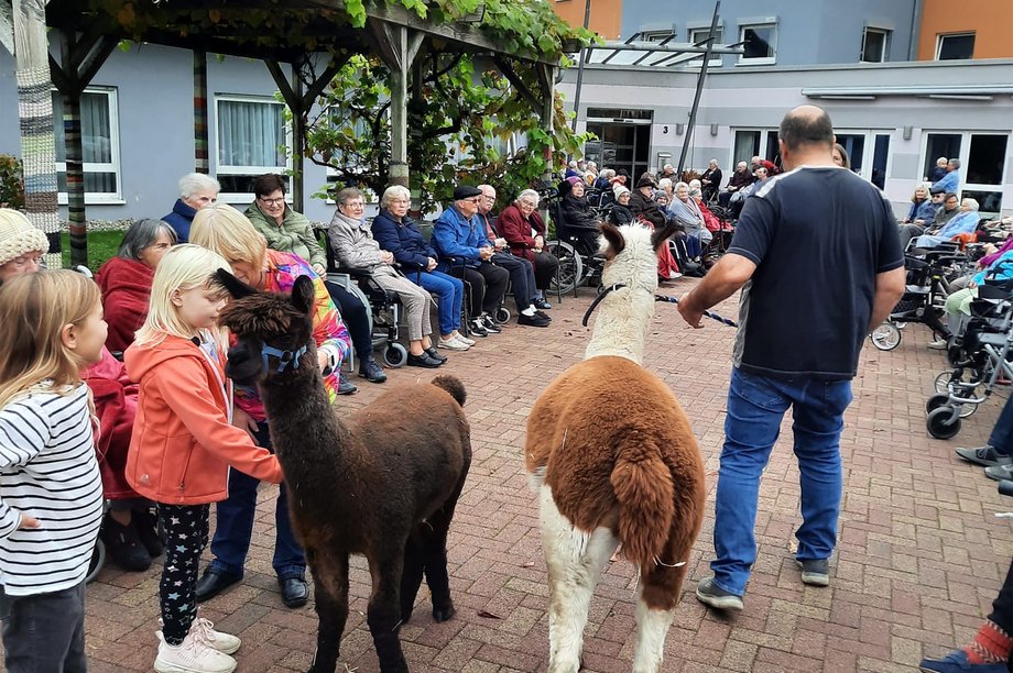 Zwei Alpakas besuchen ein Seniorenzentrum, umgeben von Bewohnerinnen und Bewohner und Angehörigen.
