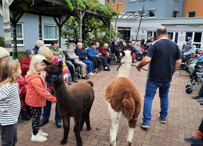 Zwei Alpakas besuchen ein Seniorenzentrum, umgeben von Bewohnerinnen und Bewohner und Angehörigen.